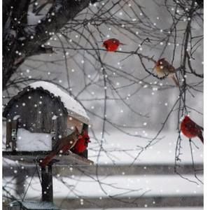 Meet your Posher, Angeles